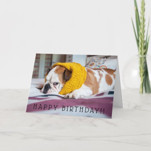 Englische Bulldogge Getty Bild-| Karte (Vorderseite)