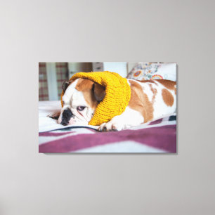 Englische Bulldogge Getty Bild- Leinwanddruck