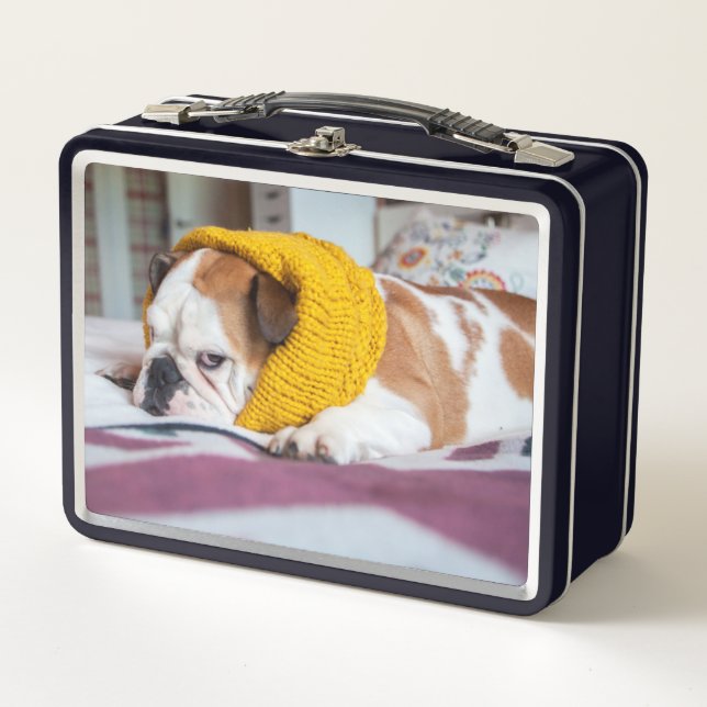 Englische Bulldogge Getty Bild-| Metall Brotdose (Vorderseite)