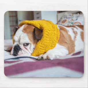 Englische Bulldogge Getty Bild-  Mousepad