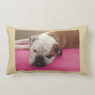 Englische Bulldogge Lendenkissen