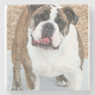 Englische Bulldogge Steinuntersetzer