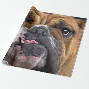 Englische Bulldogge Wurf Kissen Geschenkpapier