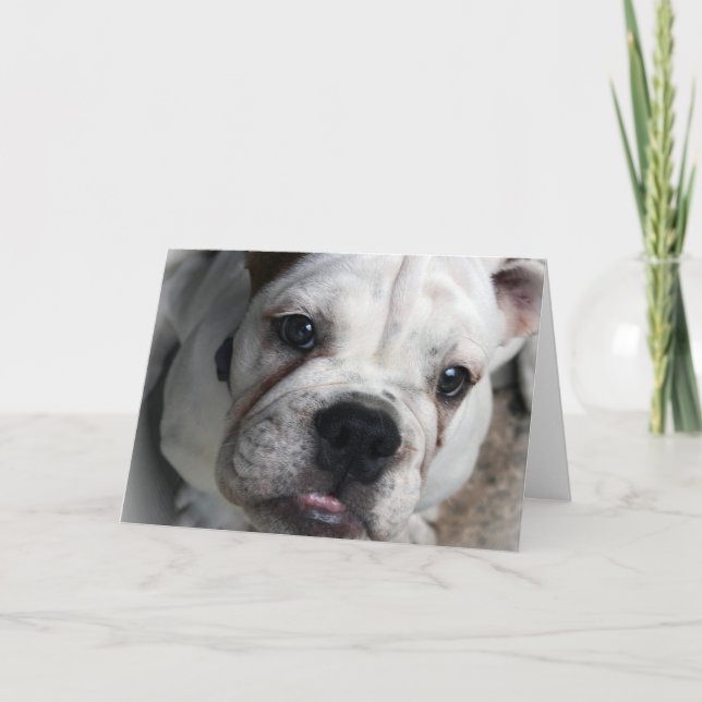 Englische Bulldoggen-Gruß-Karte Karte (Vorderseite)