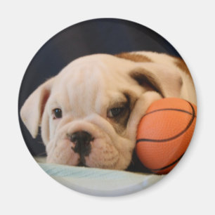 Englische Bulldoggen-Welpe mit Basketball rund Magnet