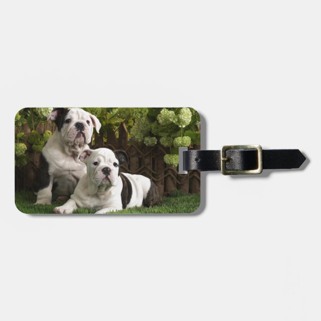 Englische Bulldoggen-Welpen Gepäckanhänger (Vorderseite horizontal)