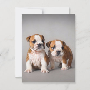 Englische Bulldoggen-Welpen   Paar süße Bulldogge Einladung