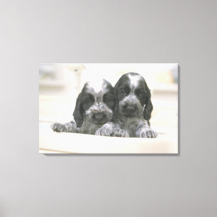 Englische Cocker spaniel ist eine Zucht des Leinwanddruck