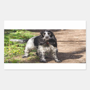 englische Cocker spaniel schwarzer Roan voll Rechteckiger Aufkleber