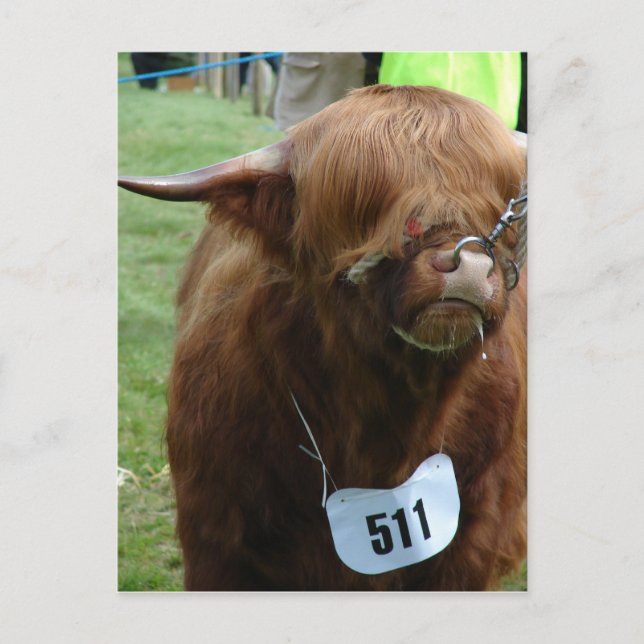 Englische Kühe Postkarte (Vorderseite)