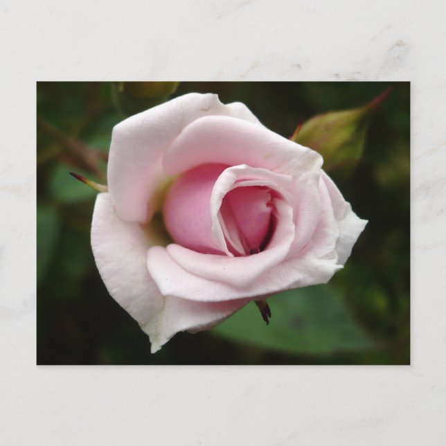Englische Rose Postkarte (Vorderseite)