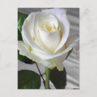 Englische Rose