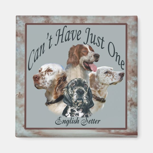 englische Setter kann nicht nur ein Magnet haben (Vorne)