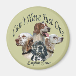 englische Setter kann nicht nur ein Magnet haben
