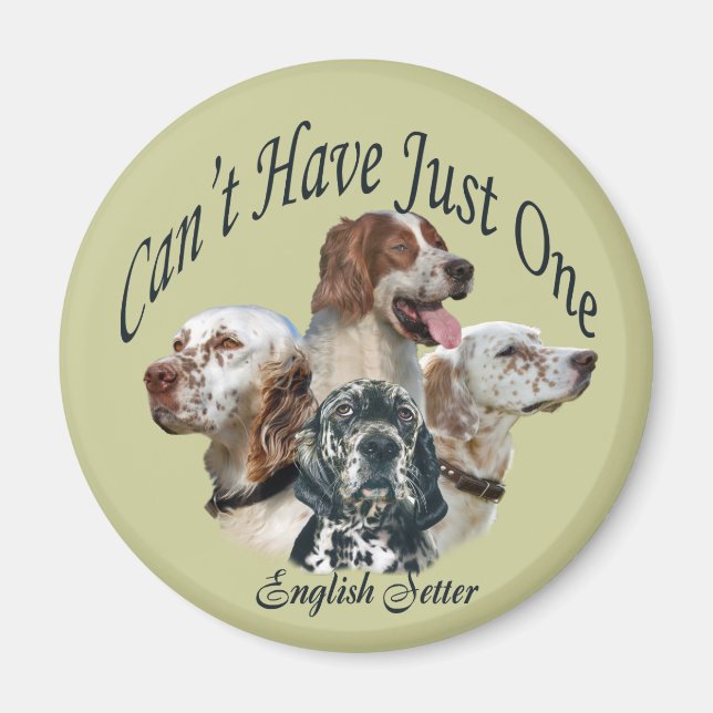 englische Setter kann nicht nur ein Magnet haben (Vorne)