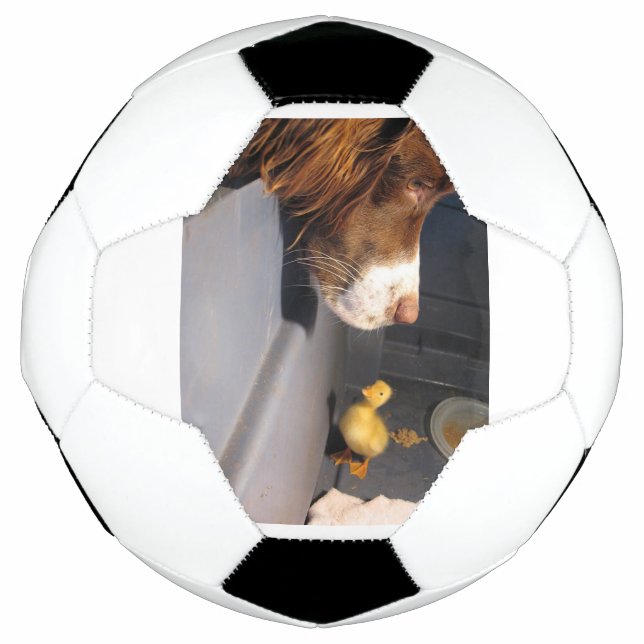 Englische Spanke Fußball (Vorderseite)