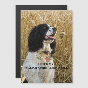 englische springer spaniel bwlove w pic magneteinladung