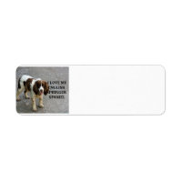 englische springer spaniel lw Liebe w picc