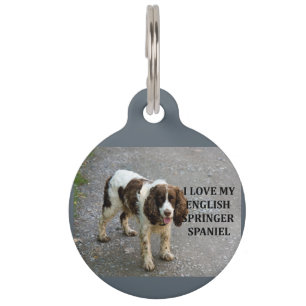 englische springer spaniel lw Liebe w picc Tiermarke