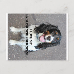 englische springer spaniel Schwarz-weiß tan Liebe Postkarte