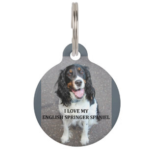 englische springer spaniel Schwarz-weiß tan Liebe  Tiermarke