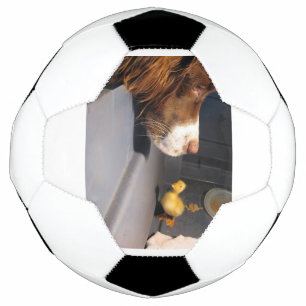 Englische Springspaniel w Duckling Fußball