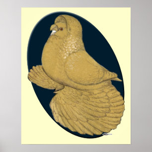 Englische Trompeter-Taube: Gelbes Oval Poster