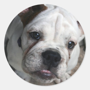 Englischer Bulldoggen-Aufkleber Runder Aufkleber