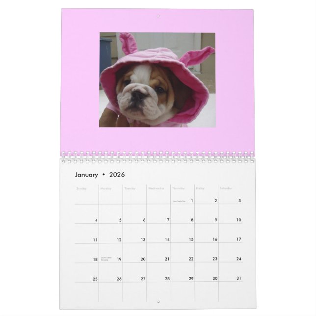 Englischer Bulldoggen-Kalender! Kalender (Jan 2026)