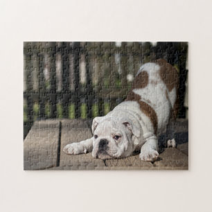 Englischer Bulldoggen-Welpe