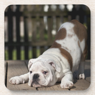 Englischer Bulldoggen-Welpe Getränkeuntersetzer