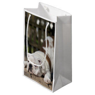 Englischer Bulldoggen-Welpe Kleine Geschenktüte