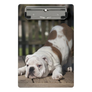 Englischer Bulldoggen-Welpe Mini Klemmbrett