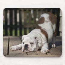 Englischer Bulldoggen-Welpe