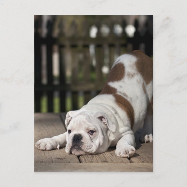 Englischer Bulldoggen-Welpe Postkarte (Vorderseite)