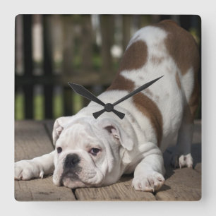 Englischer Bulldoggen-Welpe Quadratische Wanduhr