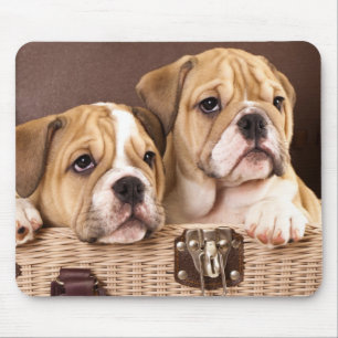 Englischer Bulldoggen-Welpenhund - Canine Mousepad