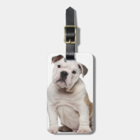 Englischer Bulldoggenwelpe (2 Monate alte)