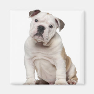 Englischer Bulldoggenwelpe (2 Monate alte) Magnet