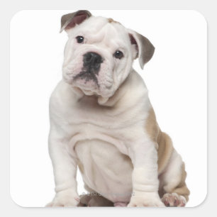 Englischer Bulldoggenwelpe (2 Monate alte) Quadratischer Aufkleber