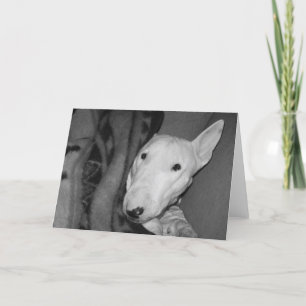 Englischer Bullterrier Snuggled unter einer Decke Karte