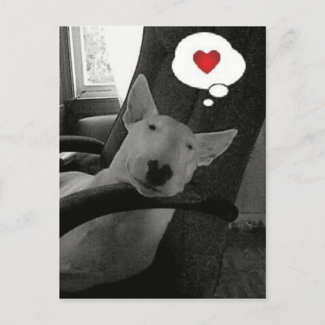 englischer Bullterrier-Valentinsgruß Feiertagspostkarte (Vorderseite)