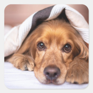 Englischer Cocker spaniel, Hund, Welpe Quadratischer Aufkleber