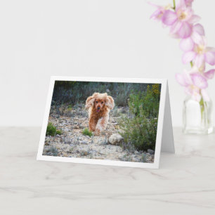 Englischer Cocker Spaniel läuft auf dem Land Karte