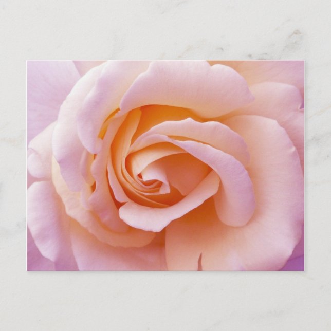 Englischer Garten Peach and Pink Rose Postkarte (Vorderseite)