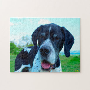 Englischer Pointer.