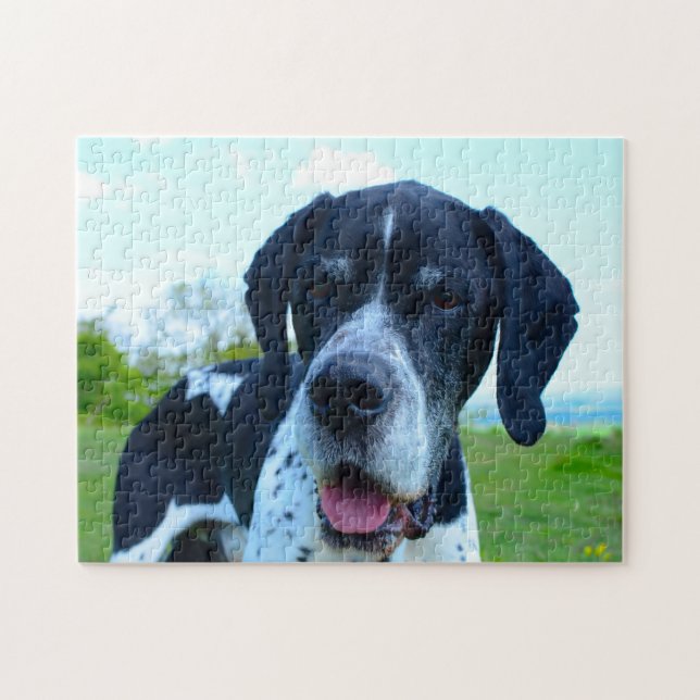 Englischer Pointer. (Horizontal)