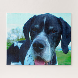 Englischer Pointer.