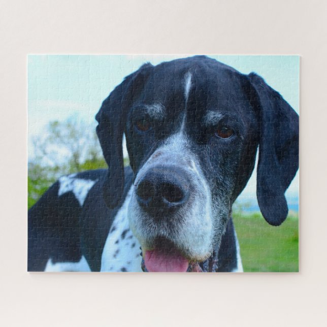 Englischer Pointer. (Horizontal)