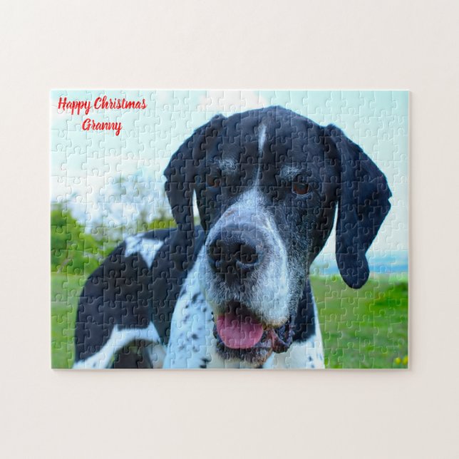 Englischer Pointer Dog. (Horizontal)